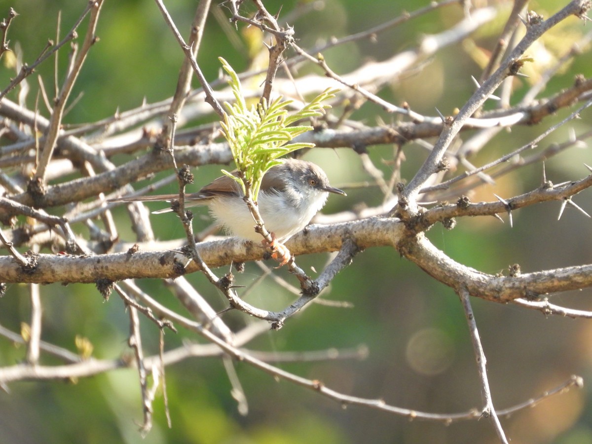 Gray-breasted Prinia - ML646887629