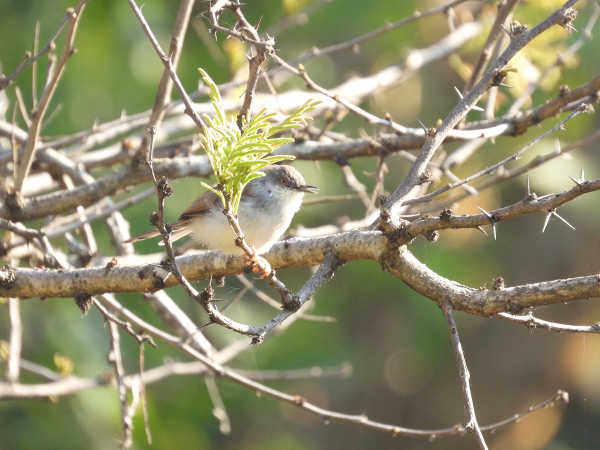 Gray-breasted Prinia - ML646887630