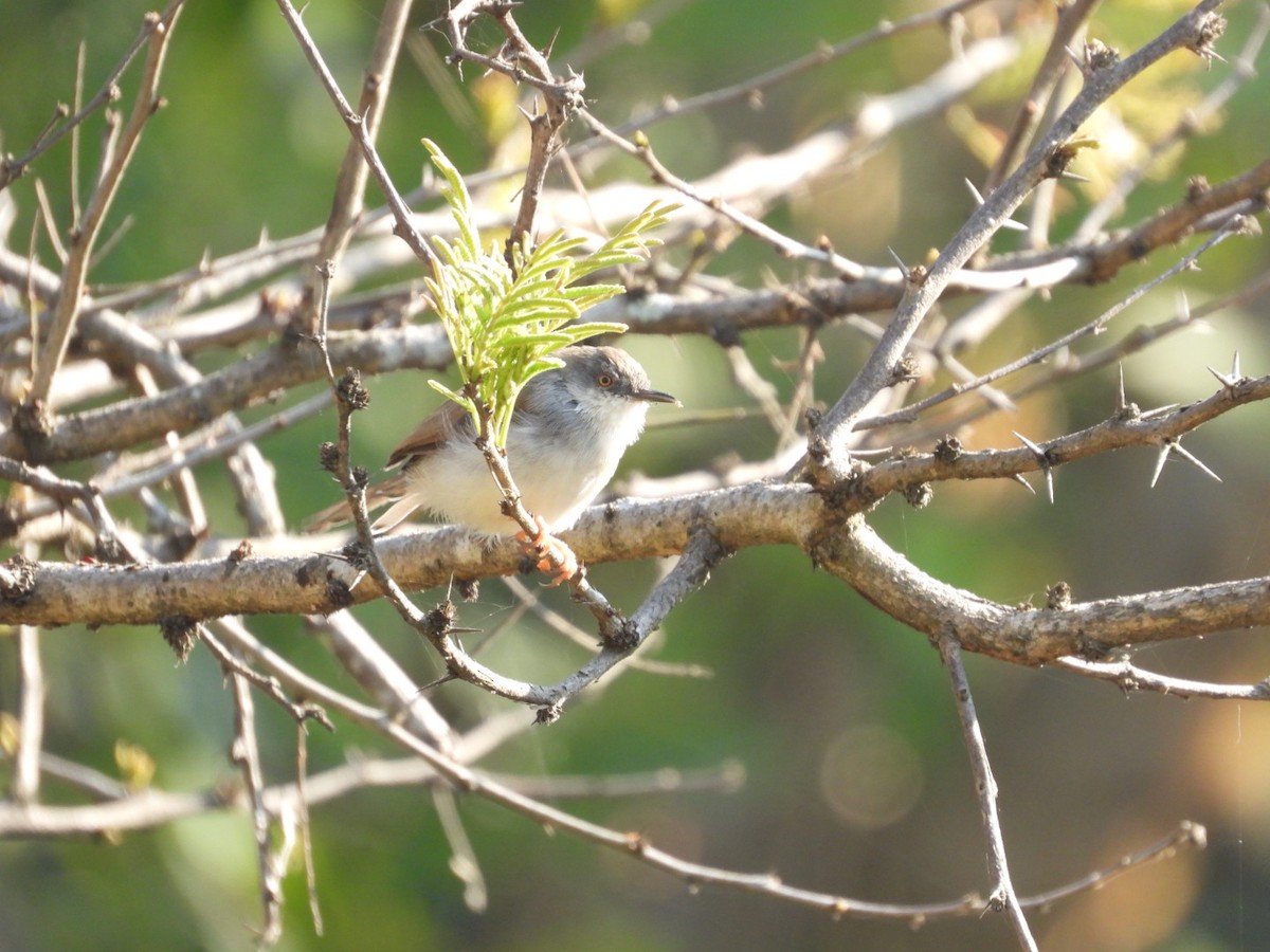 Gray-breasted Prinia - ML646887631