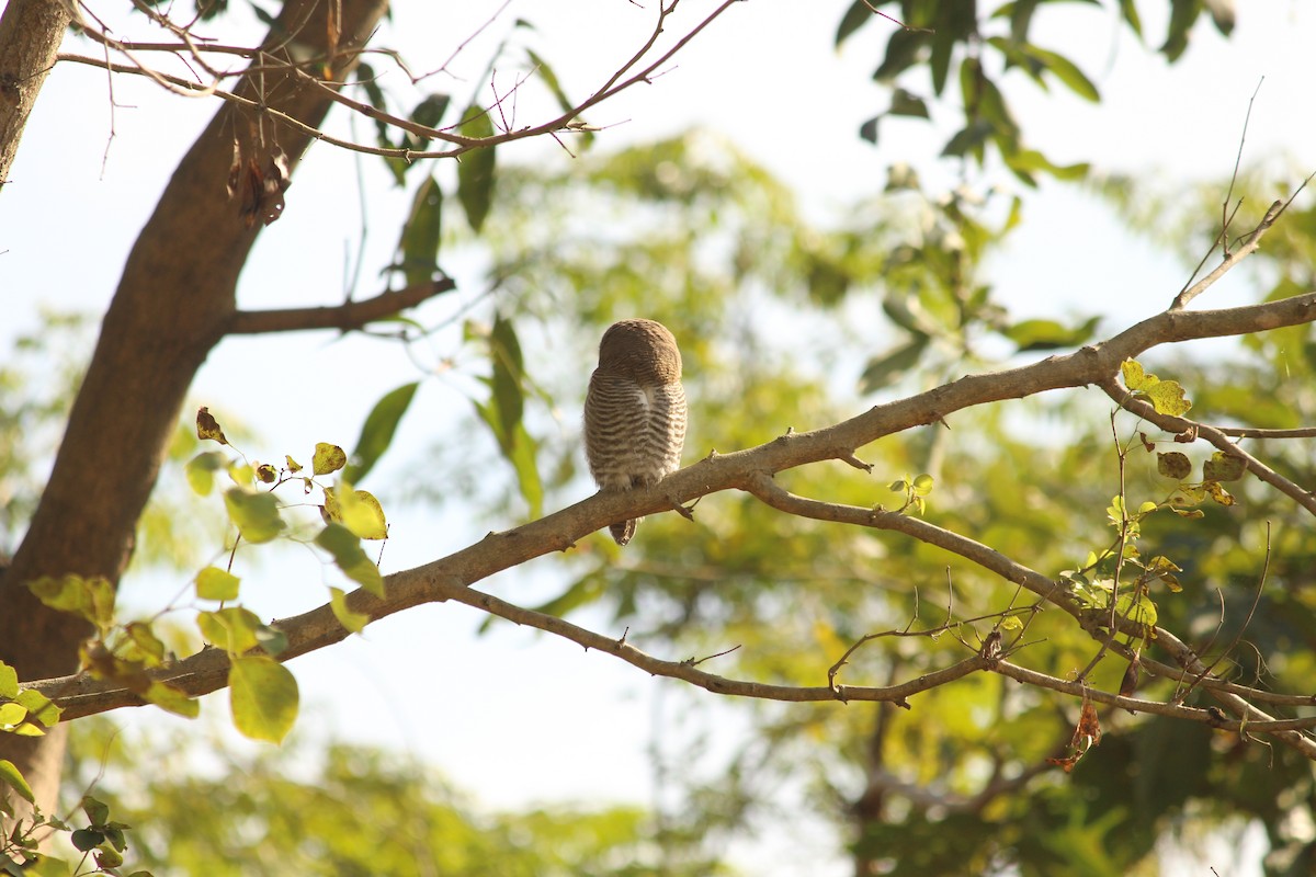 Jungle Owlet - ML646887634