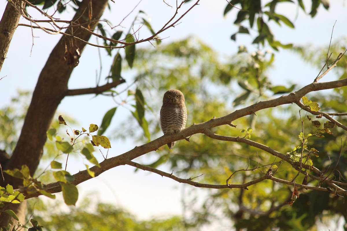 Jungle Owlet - ML646887635