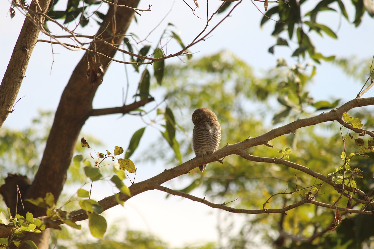 Jungle Owlet - ML646887636