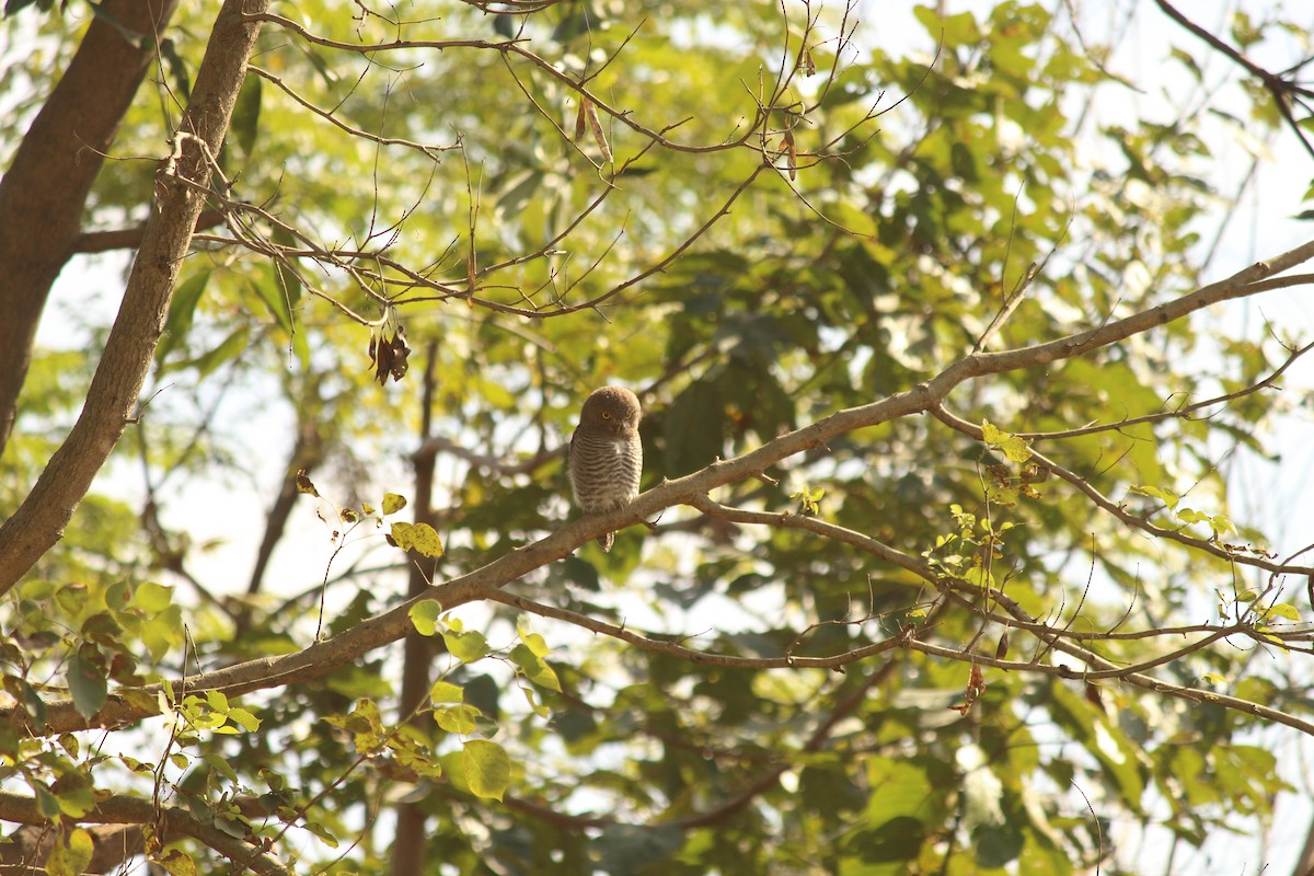 Jungle Owlet - ML646887637