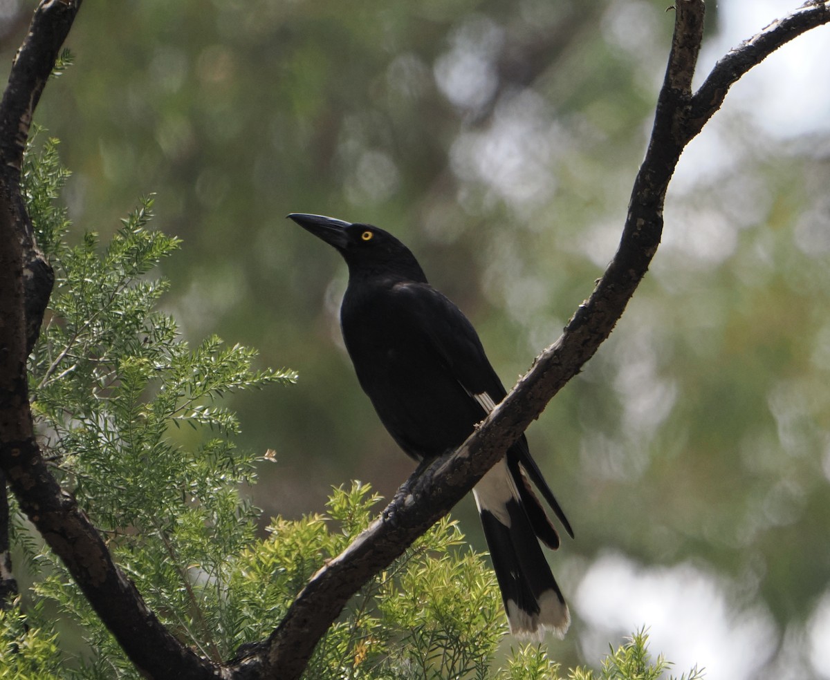 flétňák stračí - ML646887638