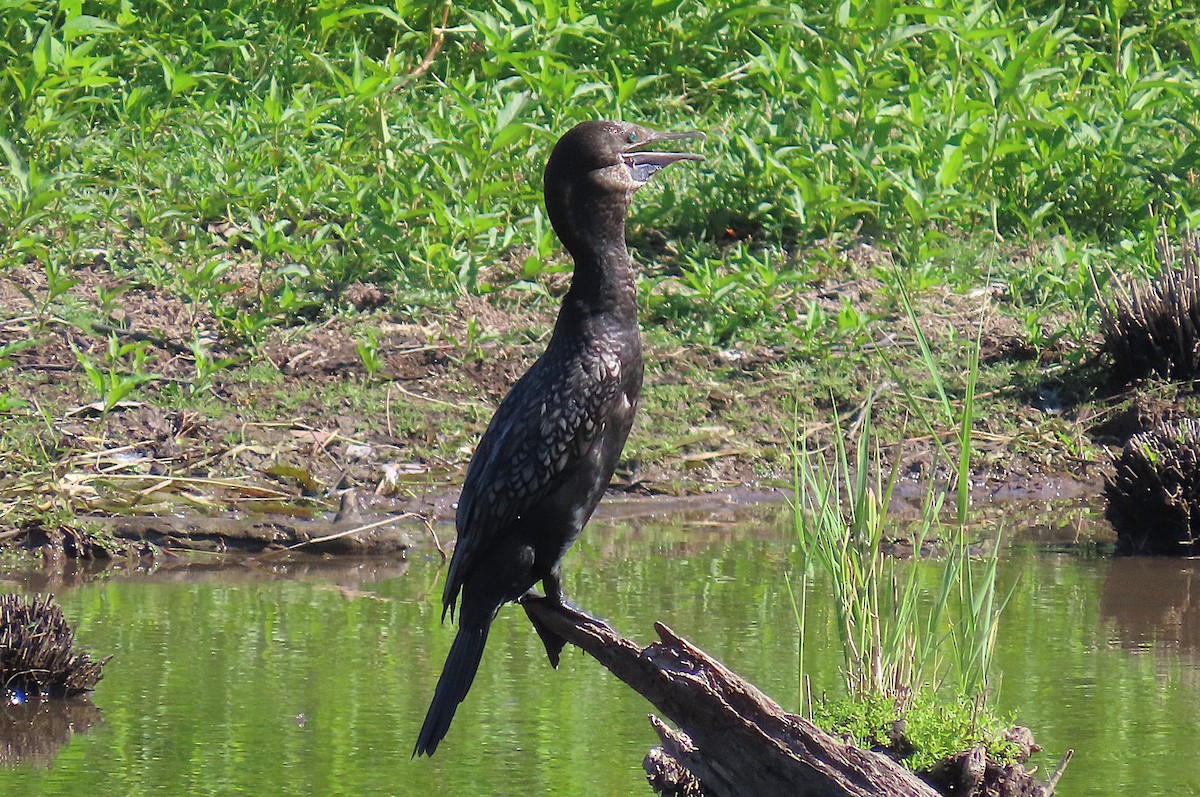 Little Black Cormorant - ML646887639