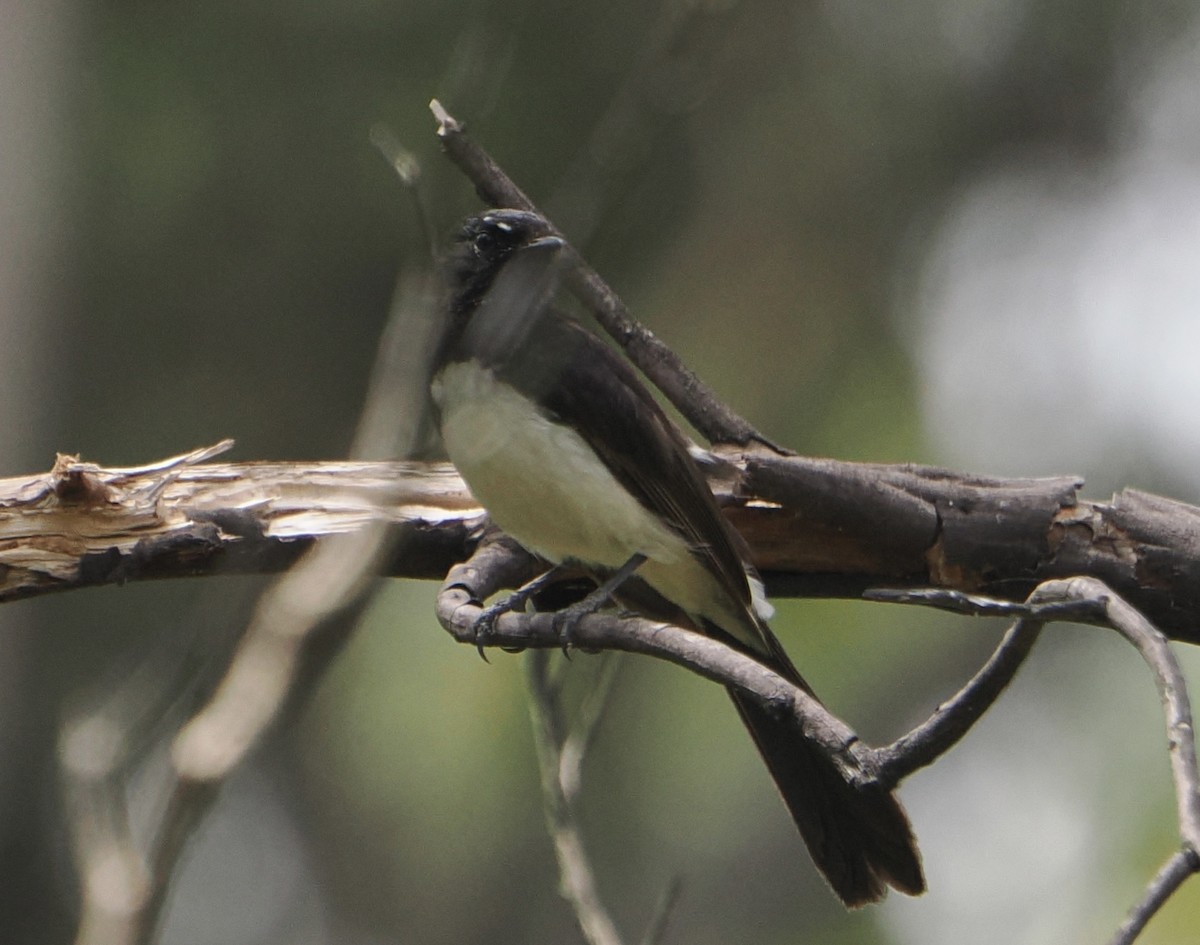 Willie-wagtail - ML646887640