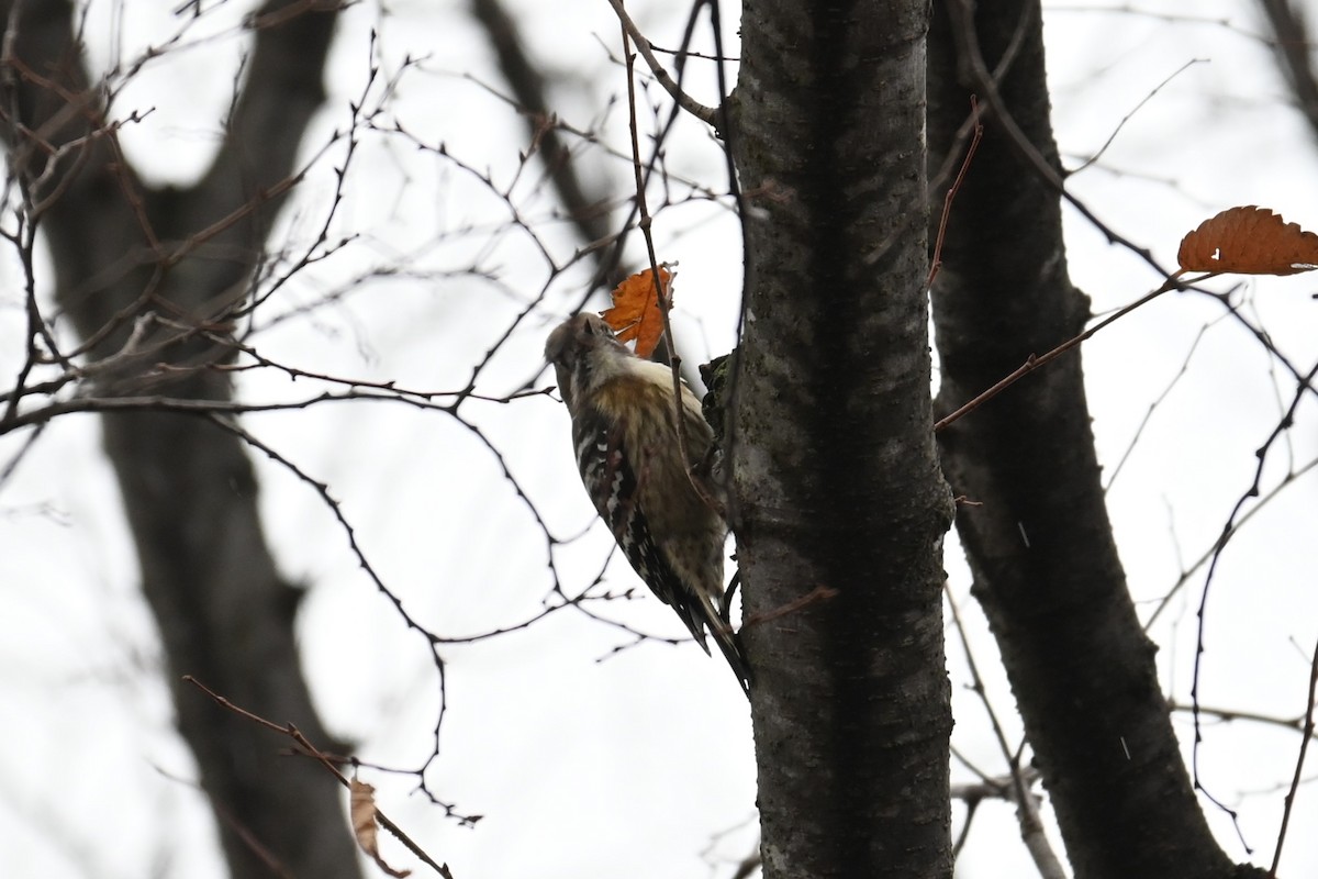 Japanese Pygmy Woodpecker - ML646887643