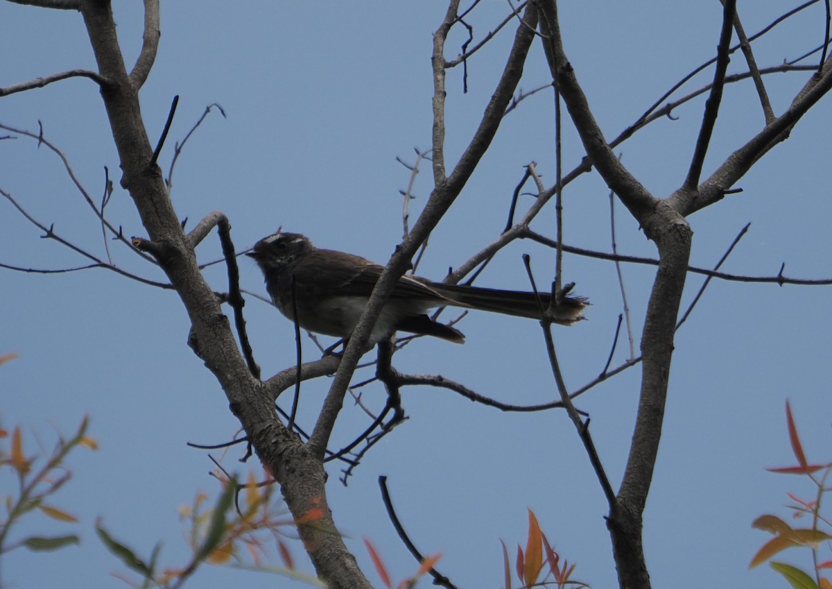 Gray Fantail - ML646887644