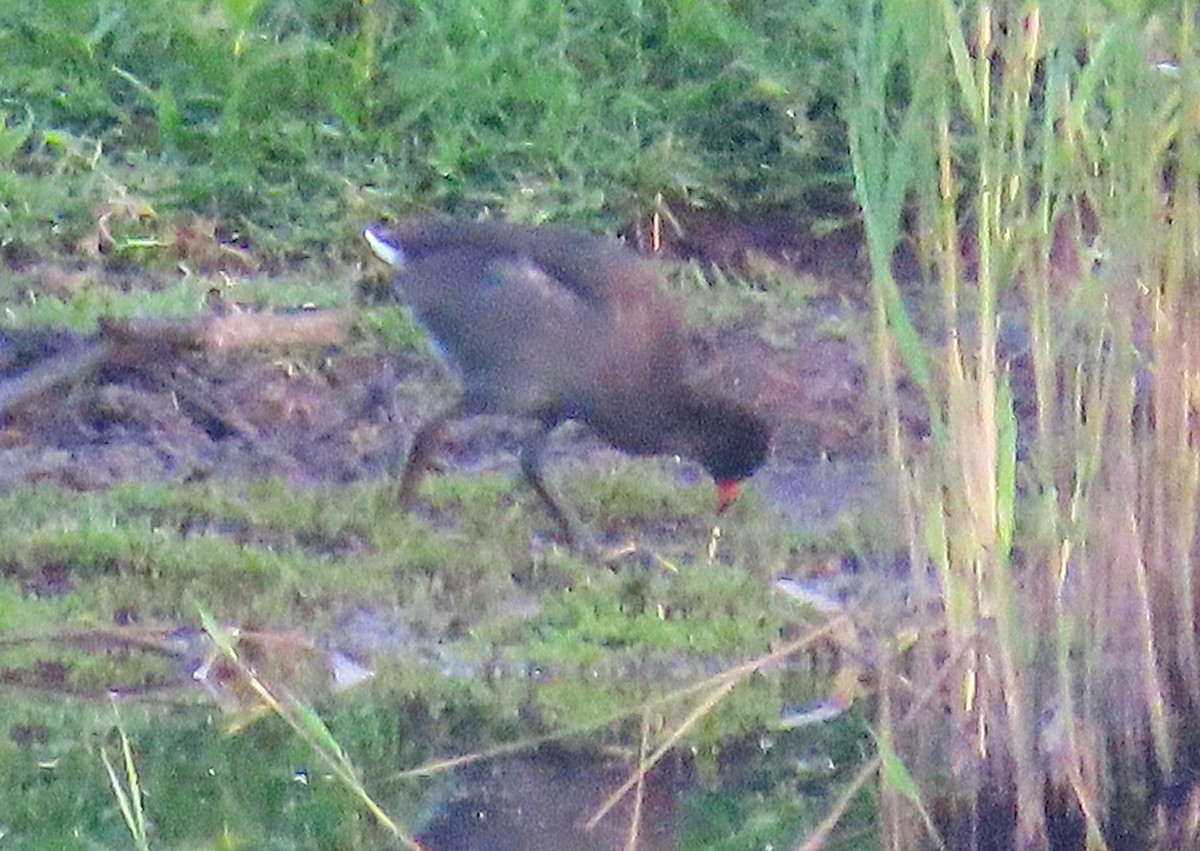 Dusky Moorhen - ML646887645