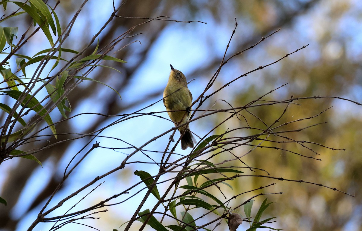 Yellow Thornbill - ML646887646