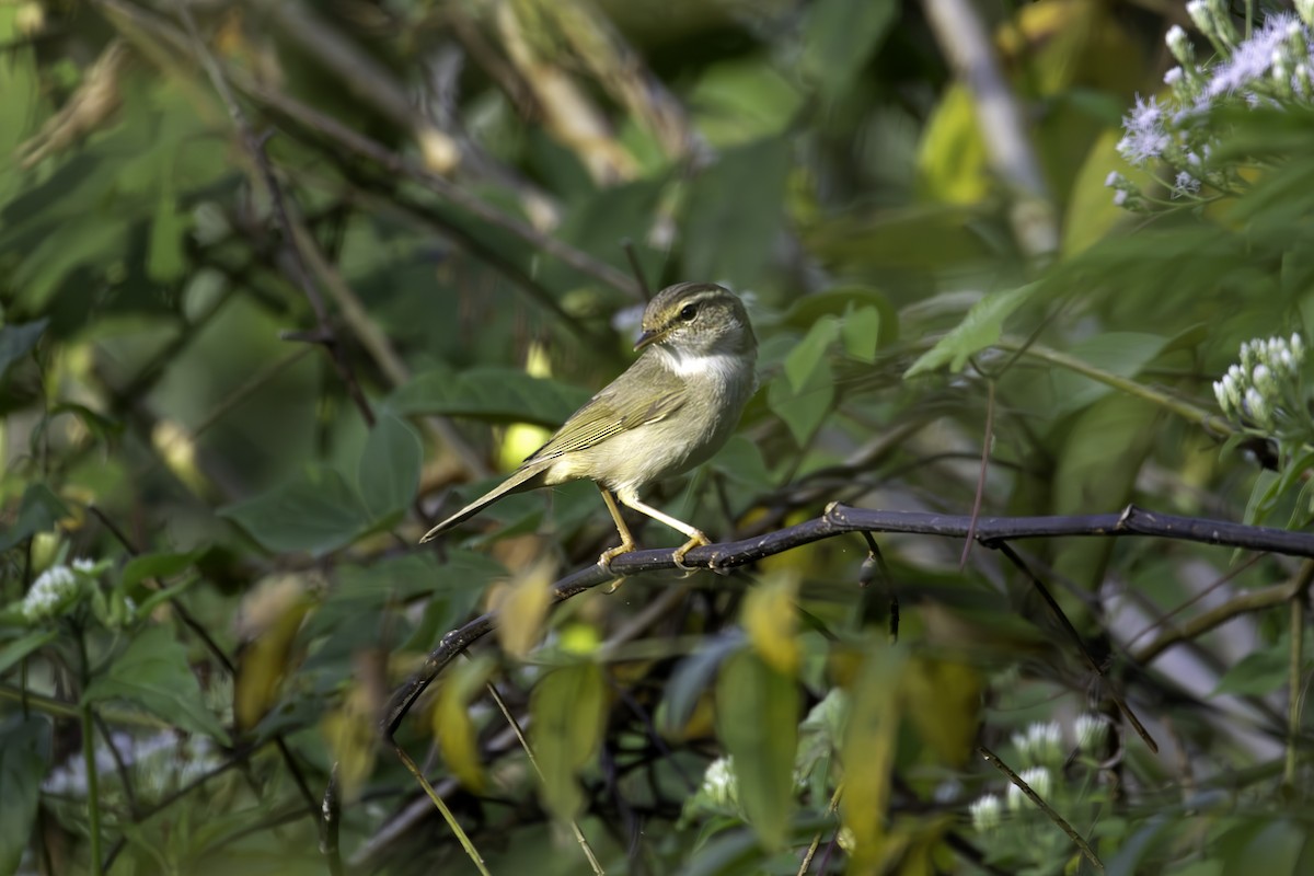 Txio mokolodia - ML646887648