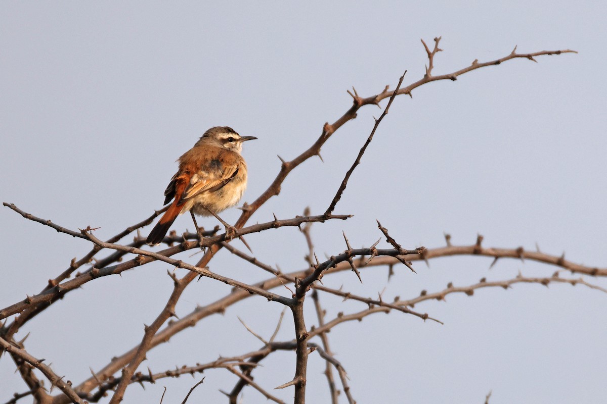 Kalahariko buztantentea - ML646887649