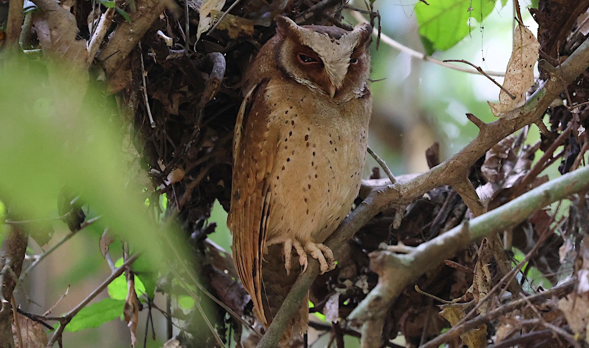 výreček běločelý - ML646887650