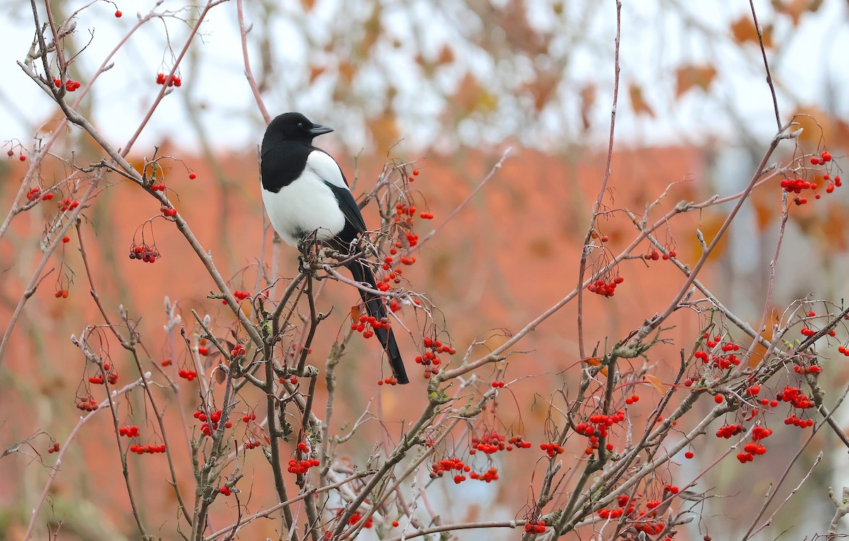 Eurasian Magpie - ML646887652