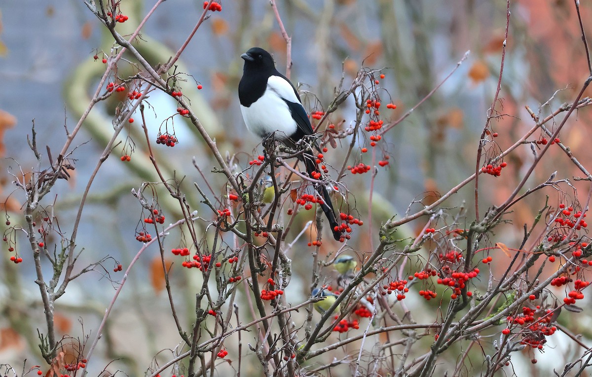 Eurasian Magpie - ML646887653