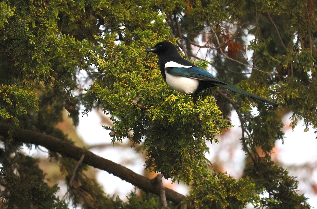 Eurasian Magpie - ML646887654