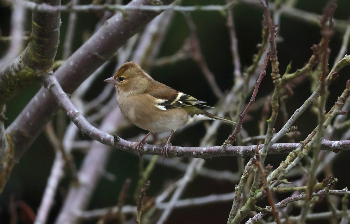 Common Chaffinch - ML646887655
