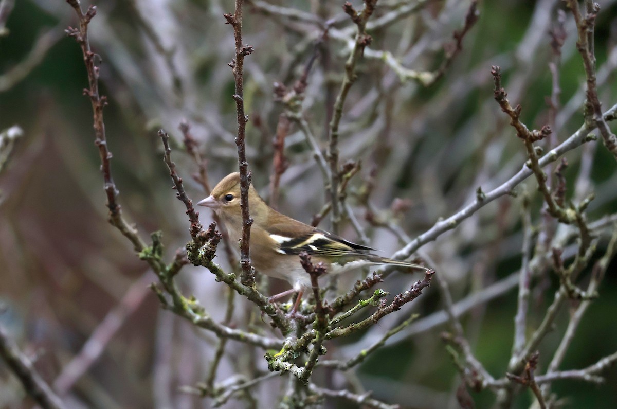 Common Chaffinch - ML646887656