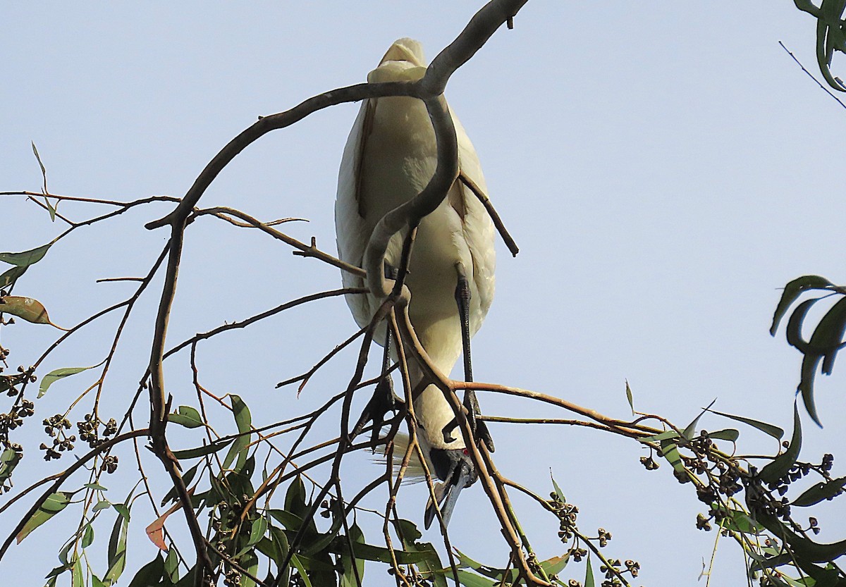 Royal Spoonbill - ML646887657