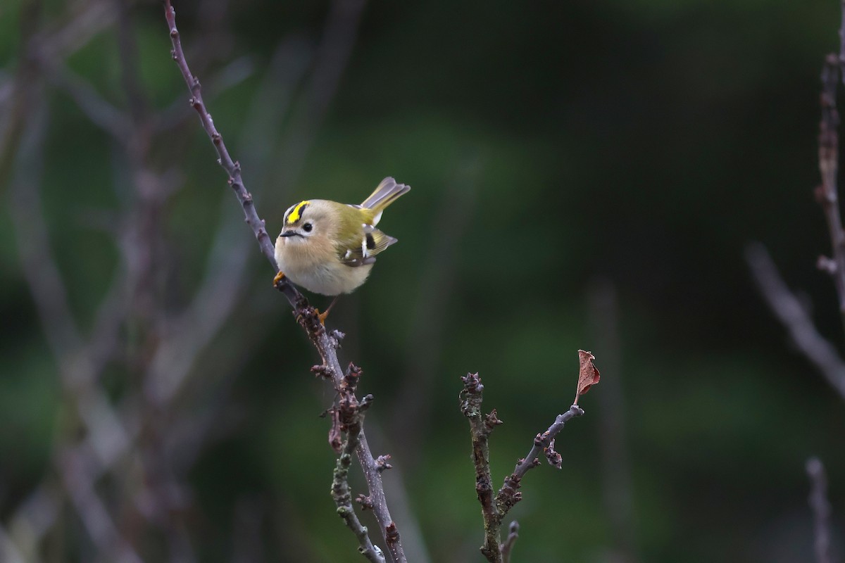 Goldcrest - ML646887658