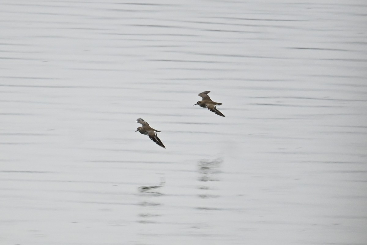 Kuliska txikia - ML646887659