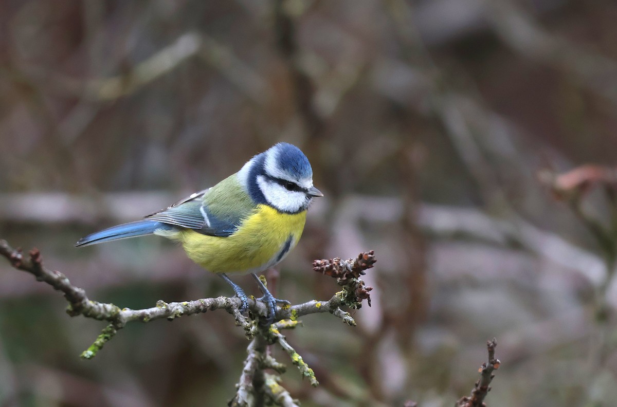 Eurasian Blue Tit - ML646887661