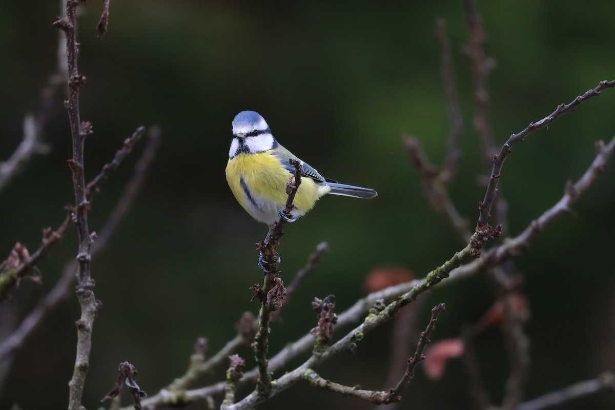 Eurasian Blue Tit - ML646887662