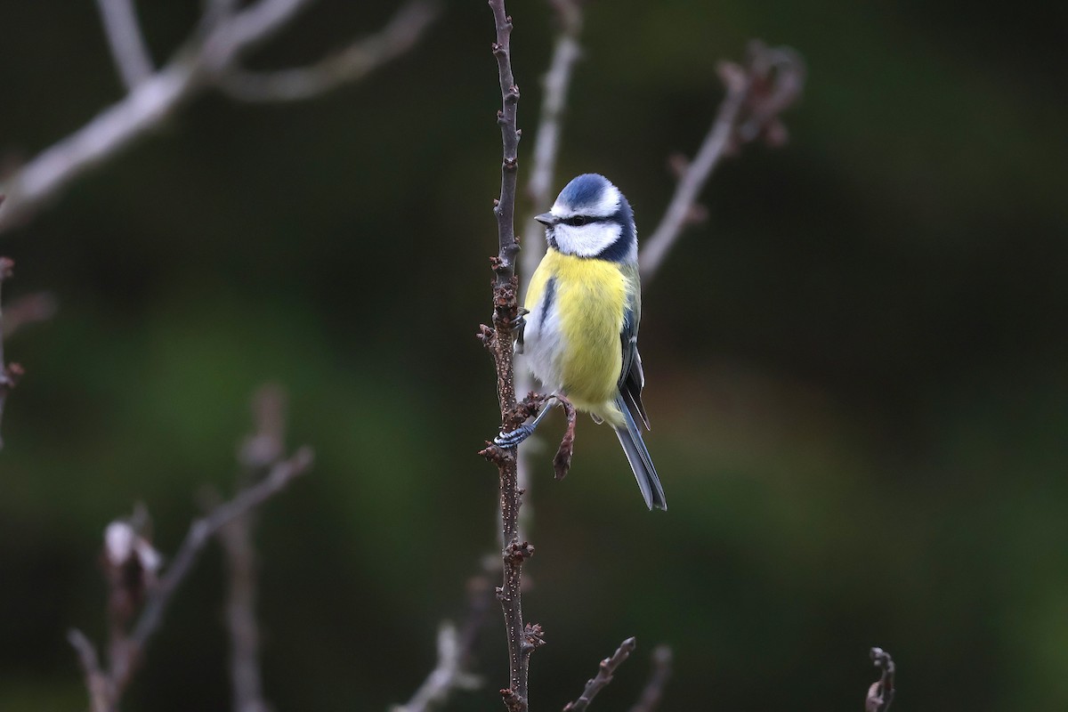 Eurasian Blue Tit - ML646887663