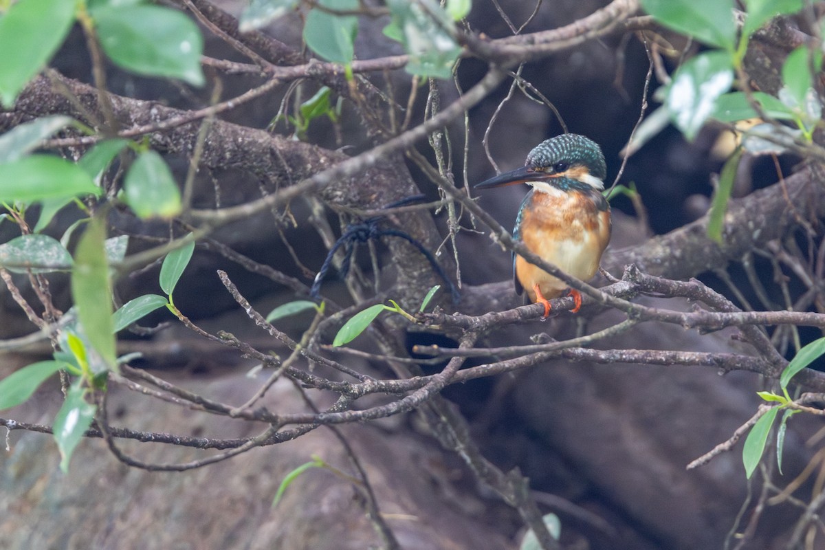 Common Kingfisher - ML646887664