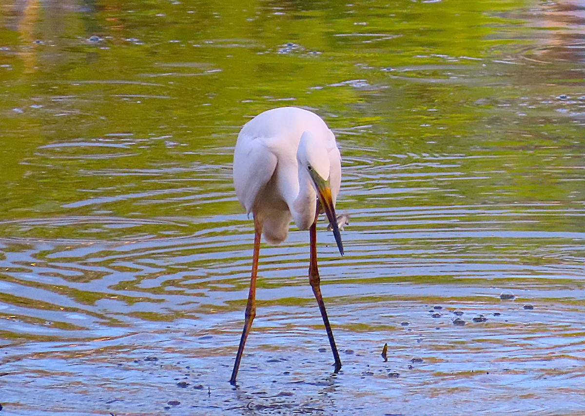 Great Egret - ML646887665