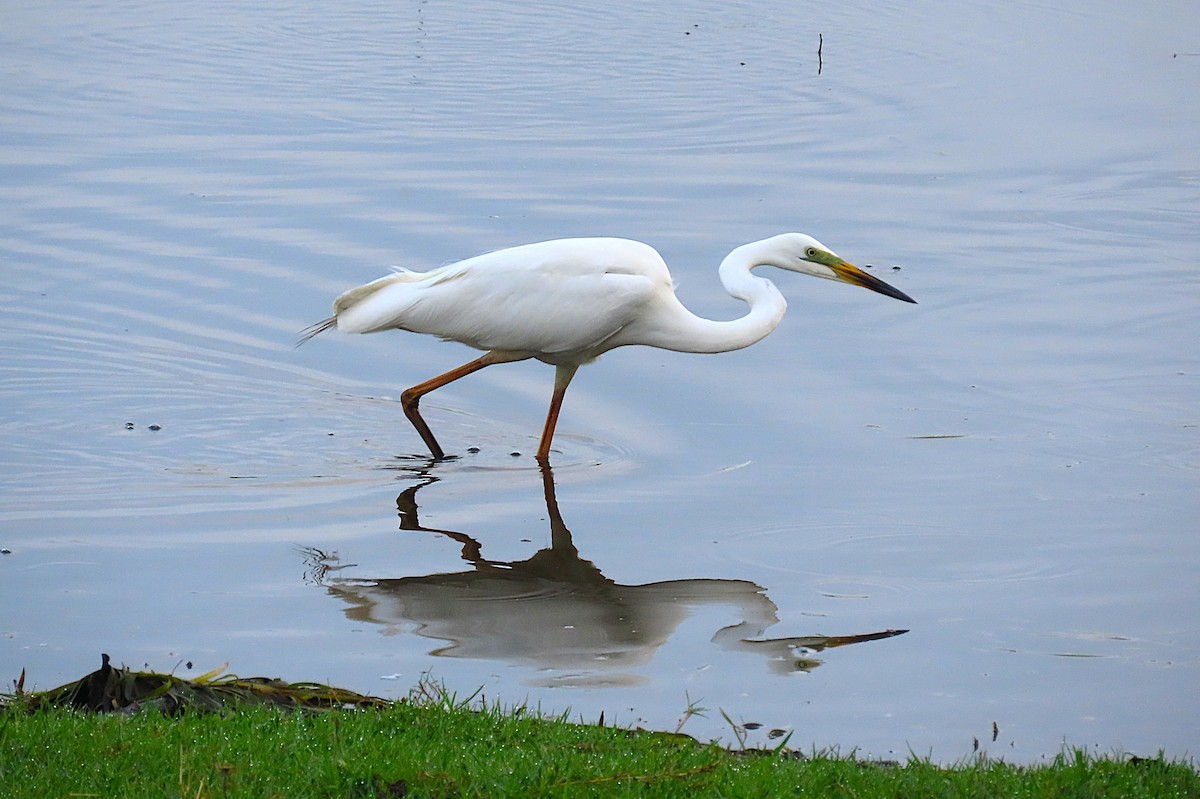 Great Egret - ML646887666