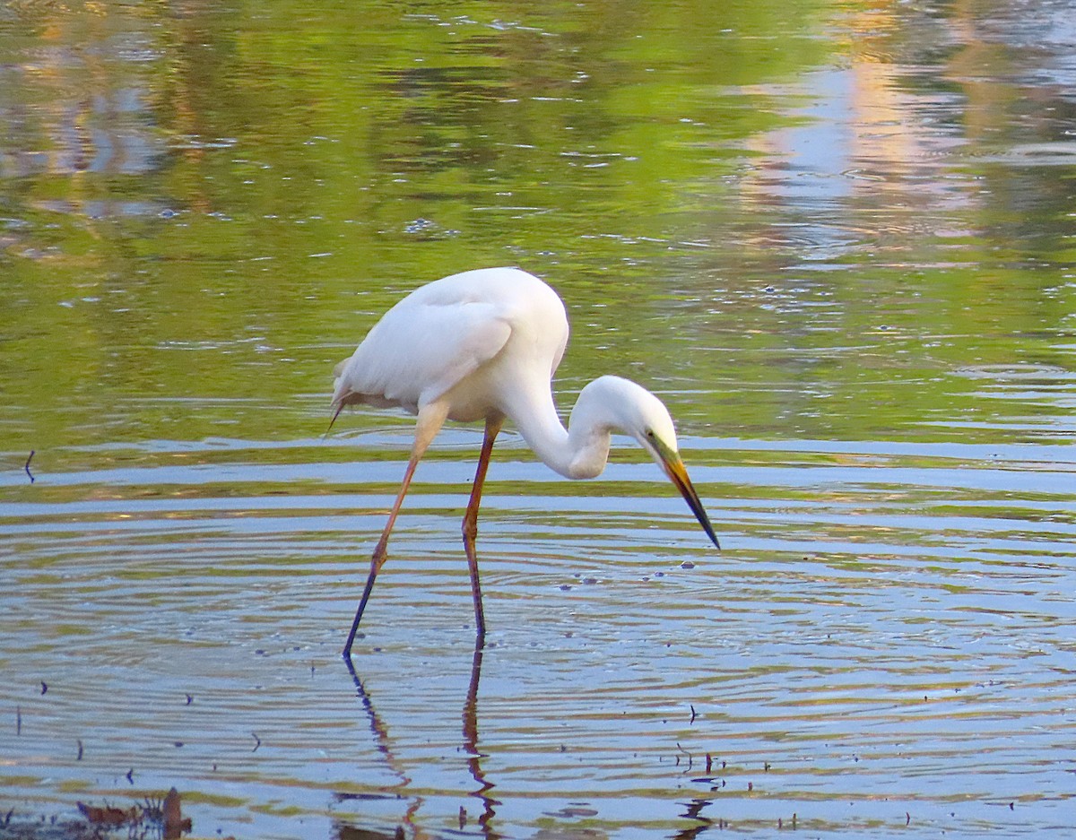 Great Egret - ML646887667