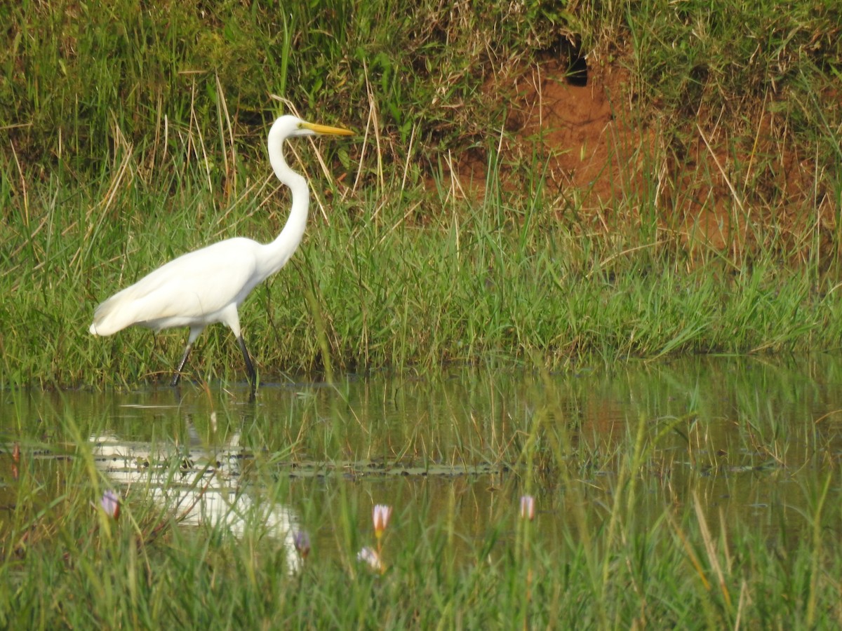 Great Egret - ML646887668