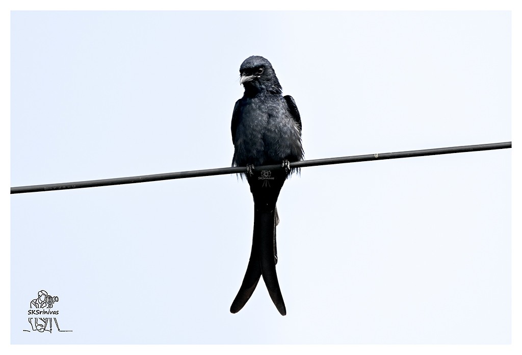 דרונגו שחור - ML646887669