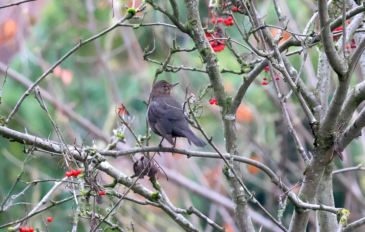 Eurasian Blackbird - ML646887671