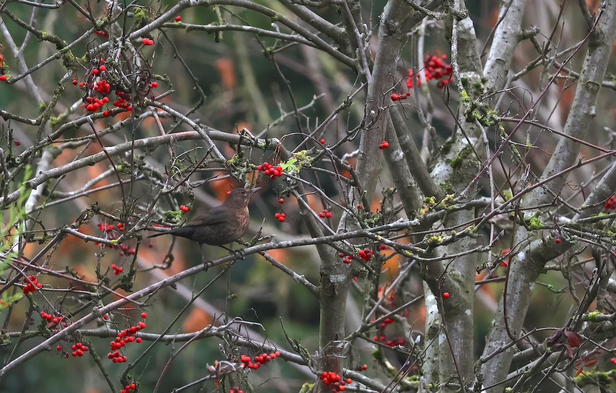 Eurasian Blackbird - ML646887672