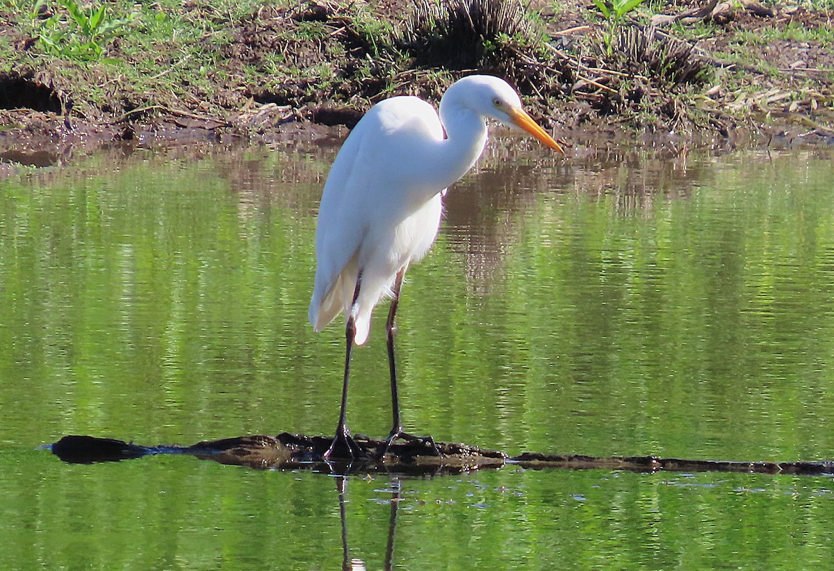Plumed Egret - ML646887673