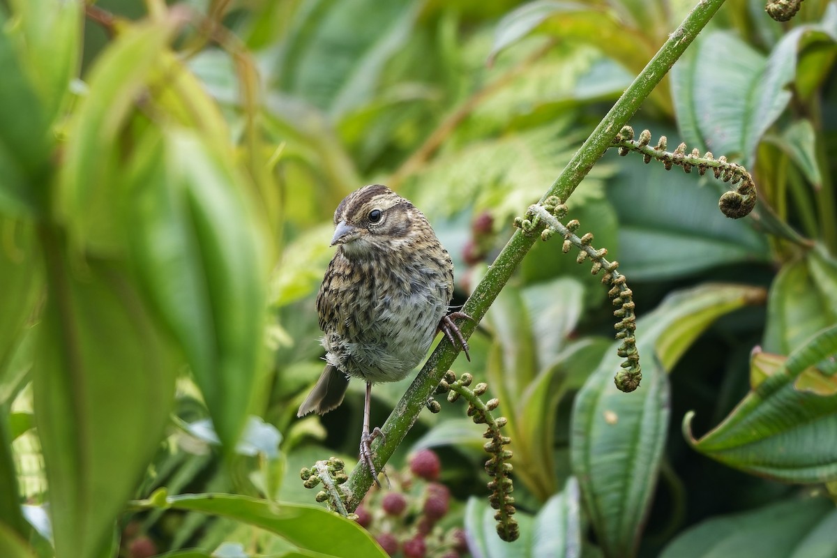 Rufous-collared Sparrow - ML646887675