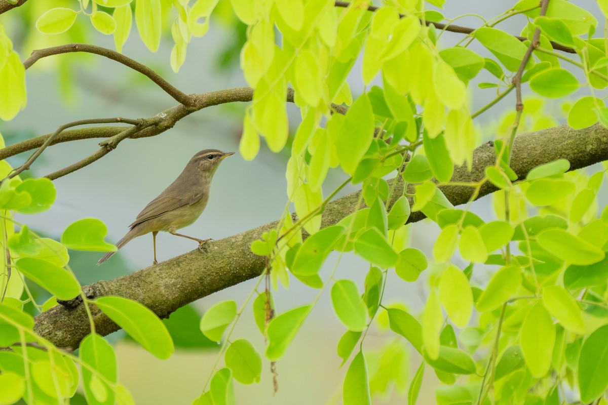 Dunkellaubsänger - ML646887676