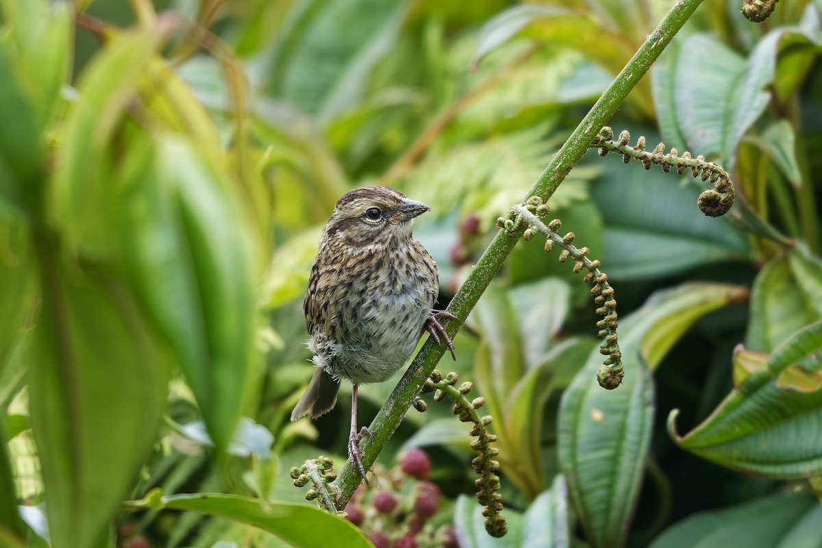 Rufous-collared Sparrow - ML646887677