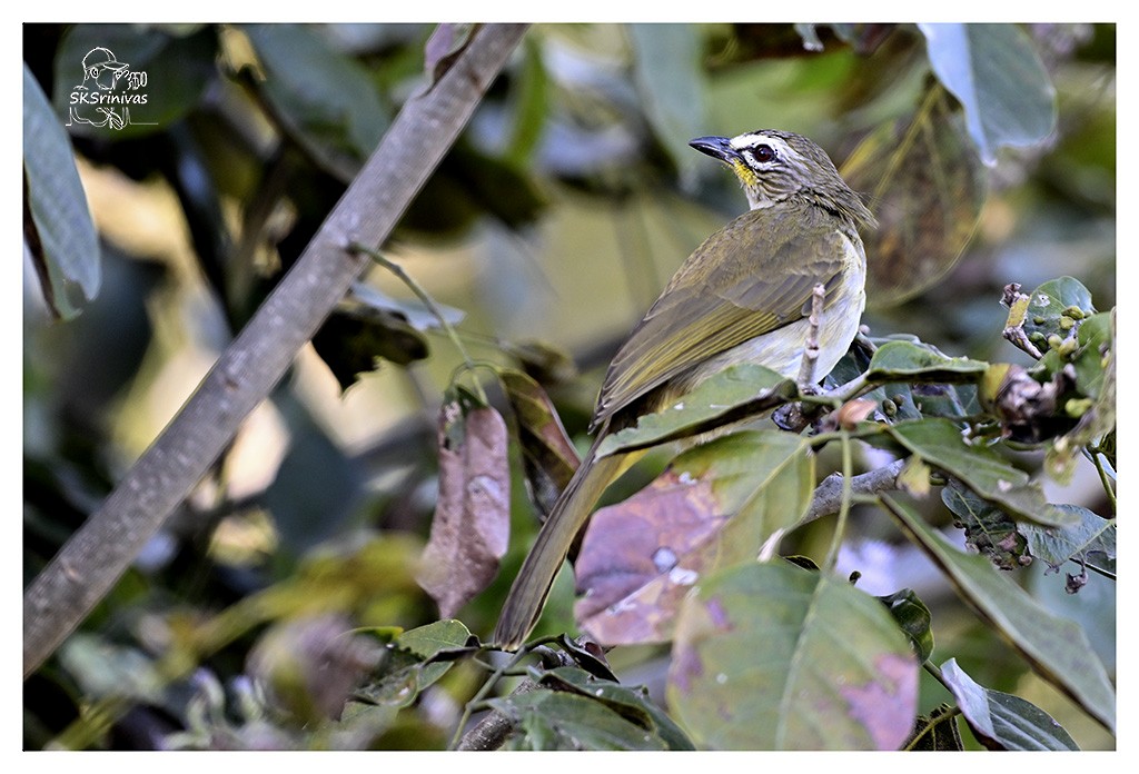 White-browed Bulbul - ML646887679
