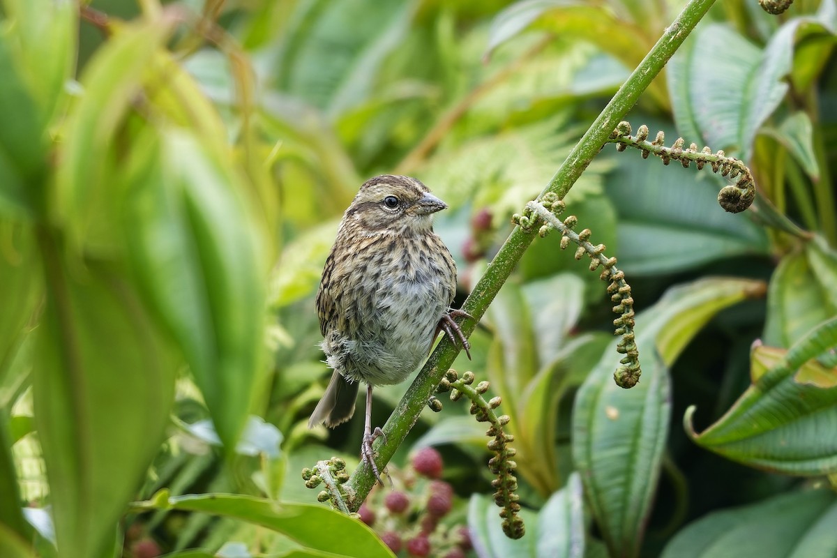 Rufous-collared Sparrow - ML646887680