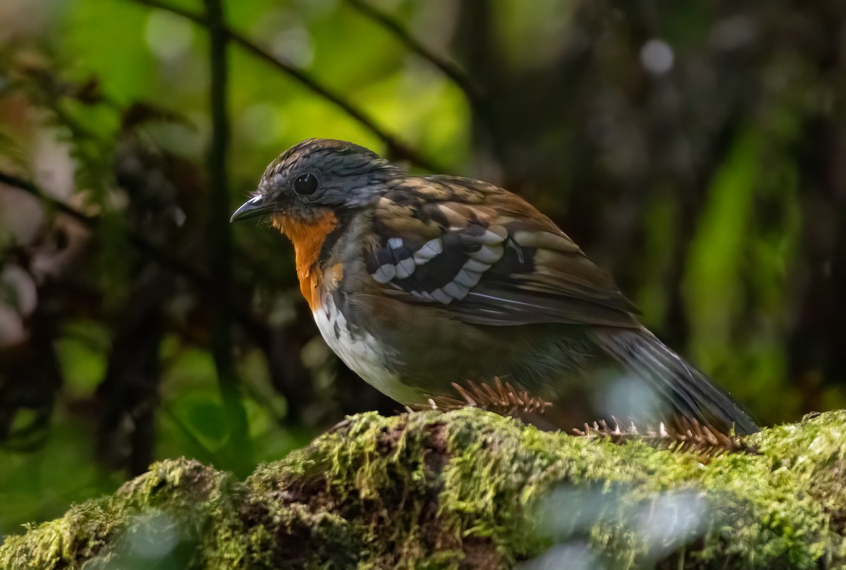 Australian Logrunner - ML646887681