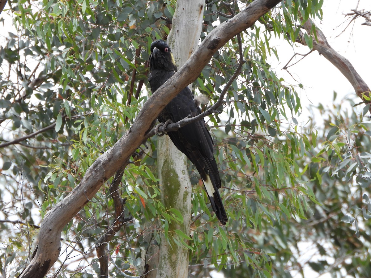 Yellow-tailed Black-Cockatoo - ML646887682