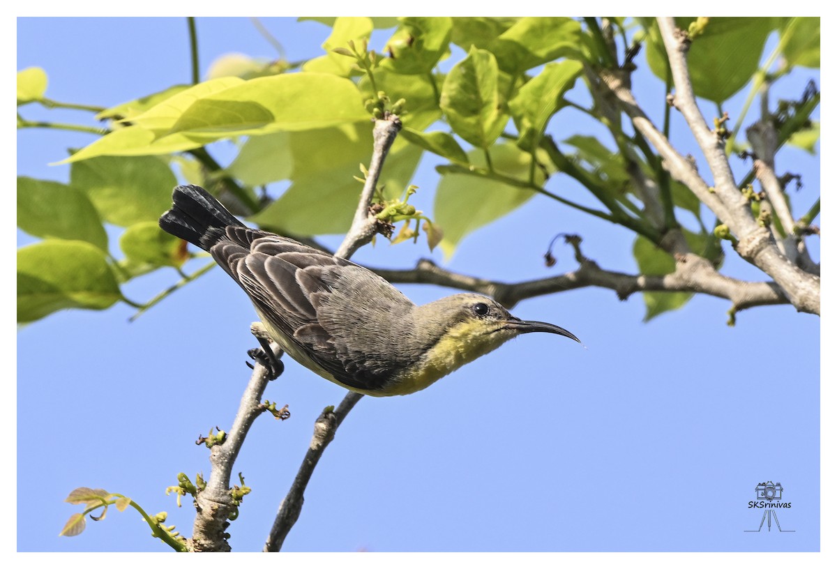 Purple Sunbird - ML646887683