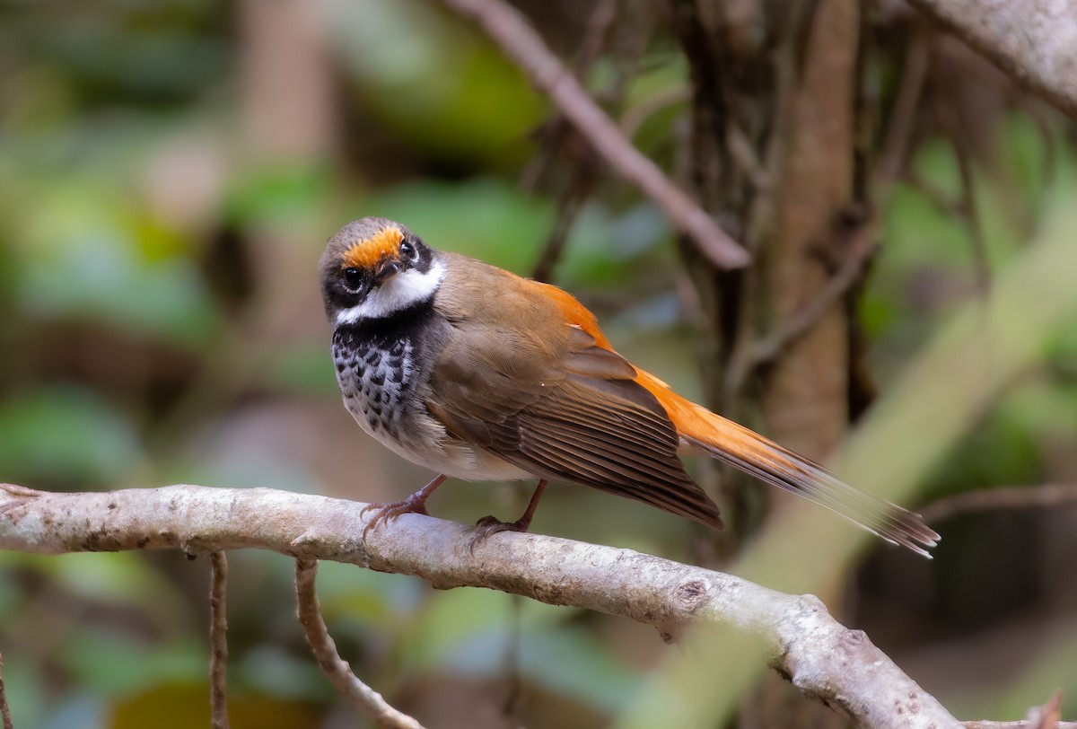 Australian Rufous Fantail - ML646887685
