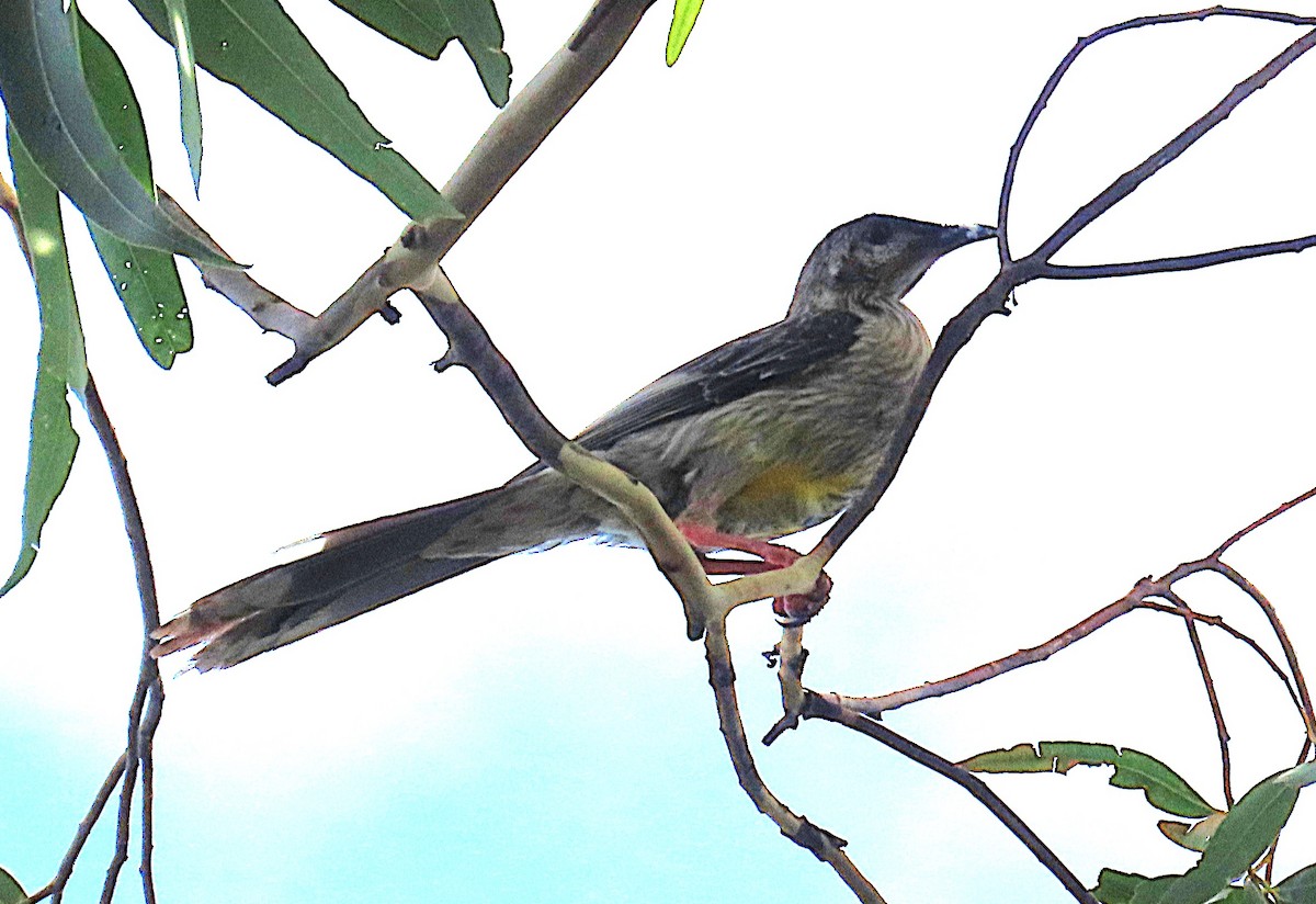 Red Wattlebird - ML646887686