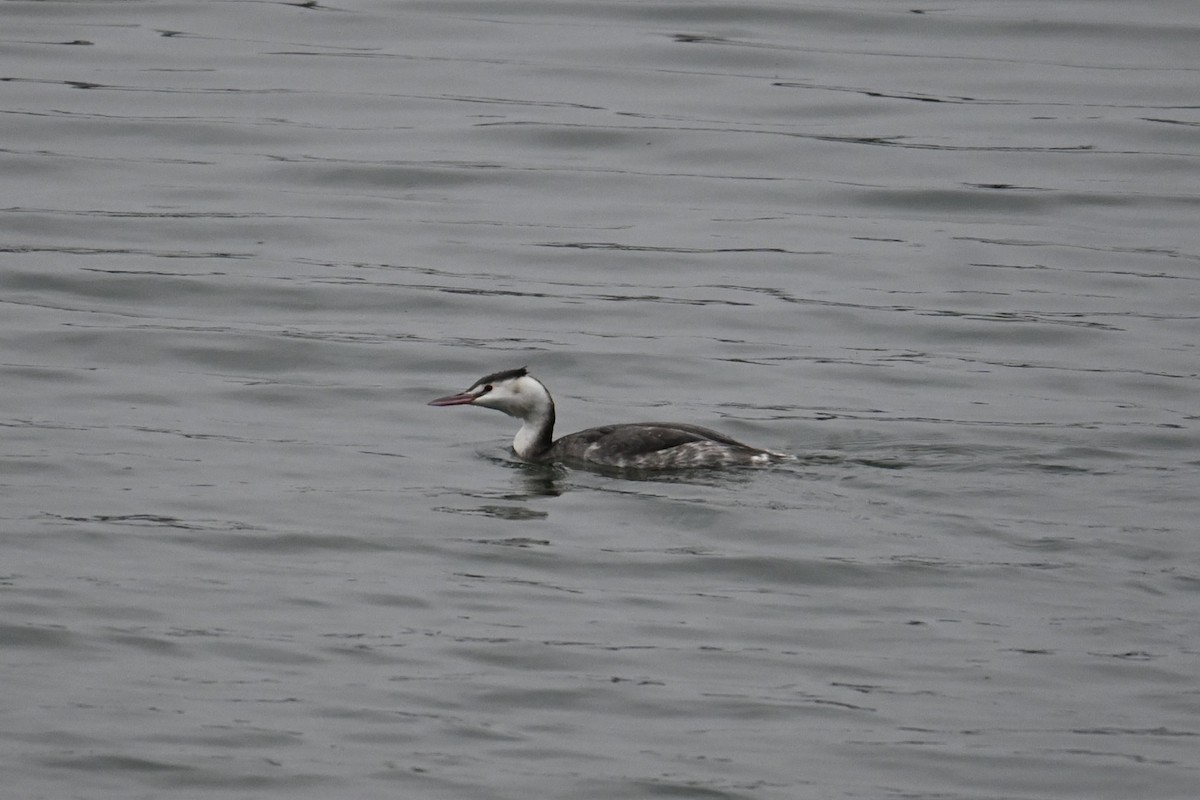 Great Crested Grebe - ML646887688