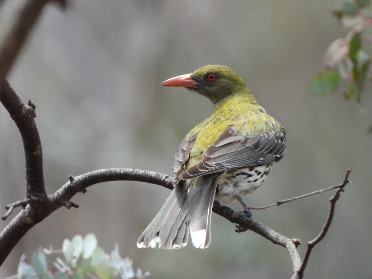 Olive-backed Oriole - ML646887689