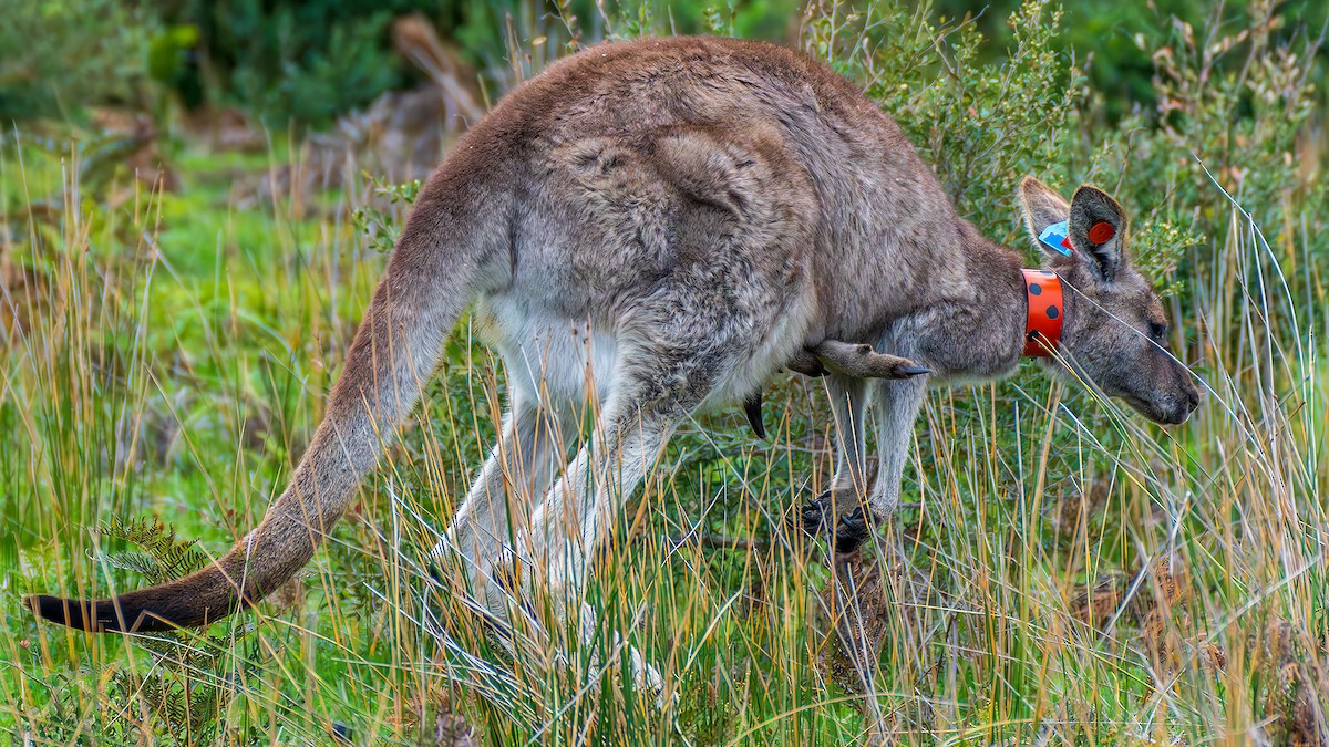 Млекопитающие - ML646887690